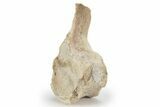 Fossil Plesiosaur (Thililua?) Vertebra - Asfla, Morocco #240963-1